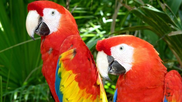 Colorful scarlet macaw perched on a branch, Mexico