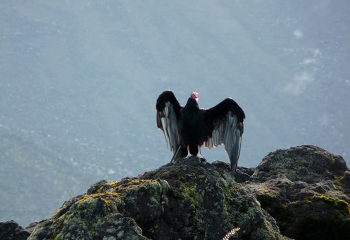 Turkey vulture standing on a rock with wings spread open in Costa Rica