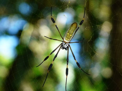 Golden Orb Spider in its web