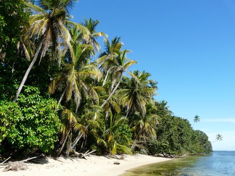 Coconuts trees on the beach,Caribbean, Costa Rica