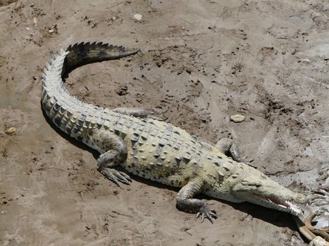Crocodile taking sun