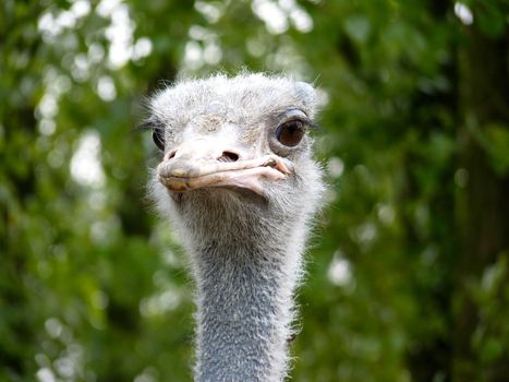 Close-up on a ostrich s head