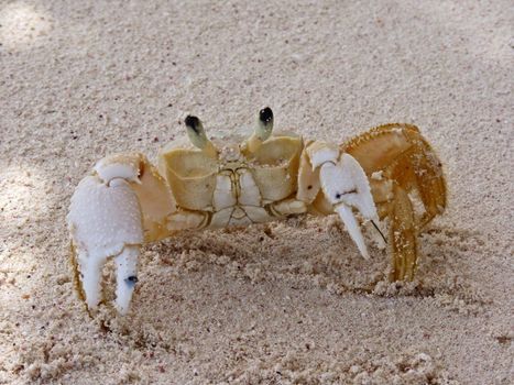 Crab on a caribbean beach in Saona island, Dominican Republic