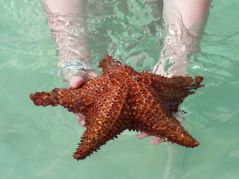 Starfish in Caribbean sea, Dominican Republic