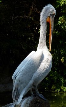 Profile of Pelican perched on wooden pier piling