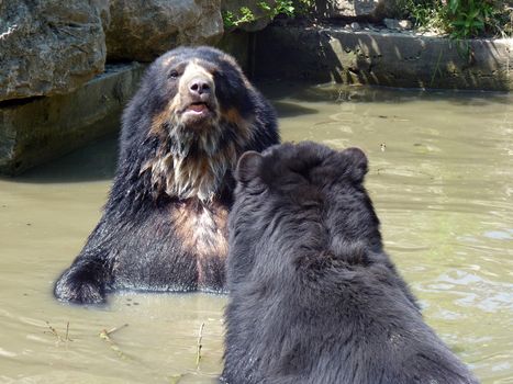 Bear taking bath