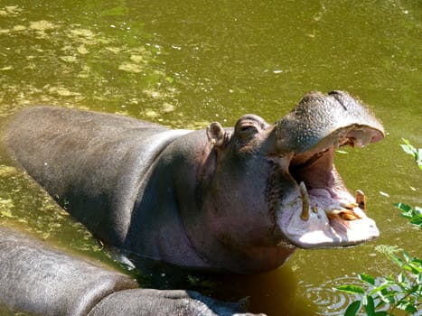 Hippopotamus