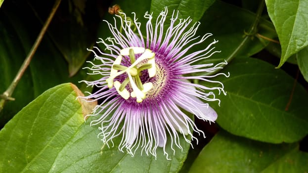 Passion flower (passiflora), Mexico