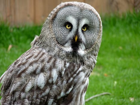 Portrait of an owl, Pairi Daiza, Belgium