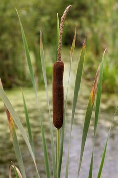 A lone bullrush in swampy wetland