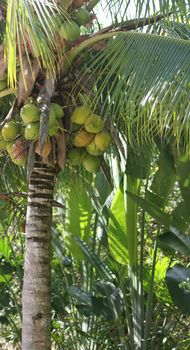 Coconuts in a coconut palm tree