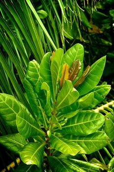 Croton Codiaeum variegatum in Natural Tropical Environment outdoors
