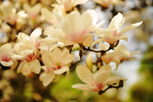 Beautiful, soft, velvet and delicate magnolia's flowers in the garden