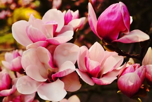 Beautiful, soft, velvet and delicate magnolia's flowers in the garden