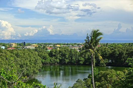 Mangrove trees surround a lagoon