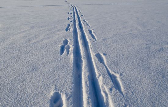 Ski tracks marks left on frozen lake snow in winter. Active recreation in nature.