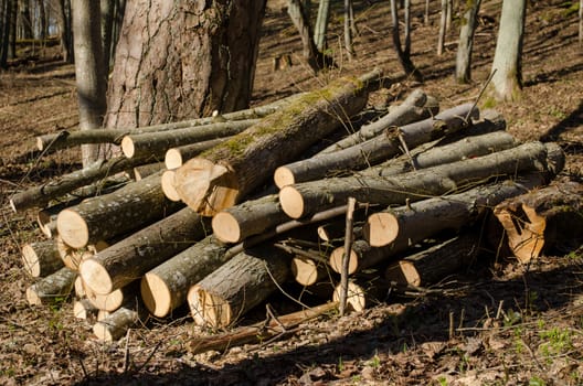 various size cut tree trunks body firewood stack in forest. deforestation area in spring.