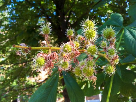 Closeup of castanea or chestnut, on green tree