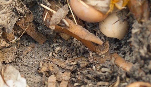 maggot grubs decomposing food and vegetable scraps in compost bin 