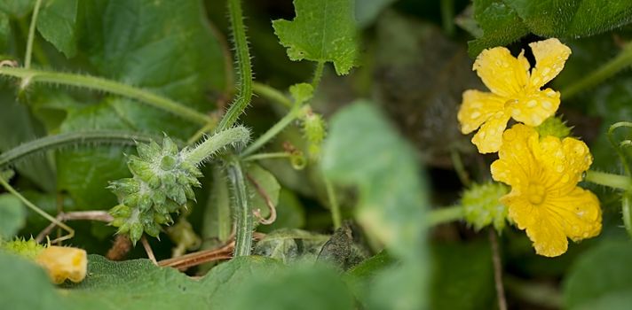 African Cucumber Cucumis metuliferus, kiwano, horned melon with yellow flower growing in Australia