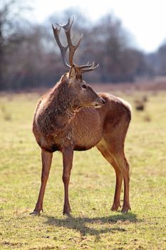 Beautiful image of magestic deer stag in forest landscape of foggy misty