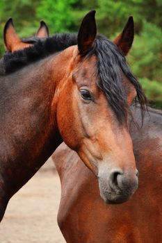 Horses near the stable