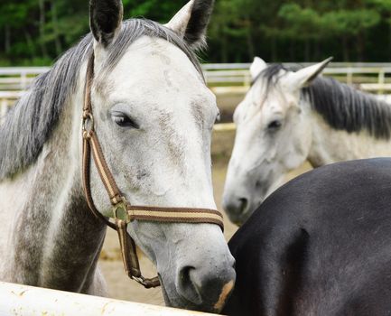 Horses near the stable