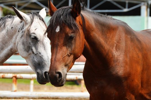 Horses near the stable