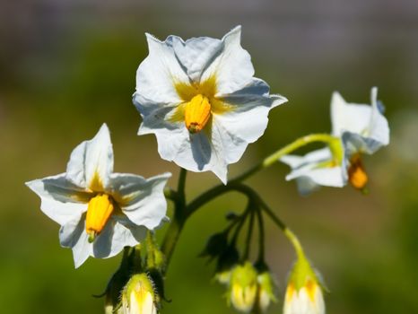 white inflorescence potatoes  under natural conditions in sunlight.