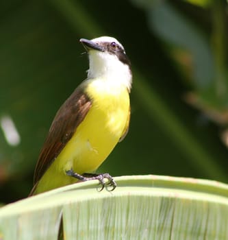 A colourful and usually noisy kiskadee perched in a palm tree in Mexico.