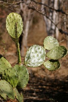 Closeup of a nopales cactus in Mexico