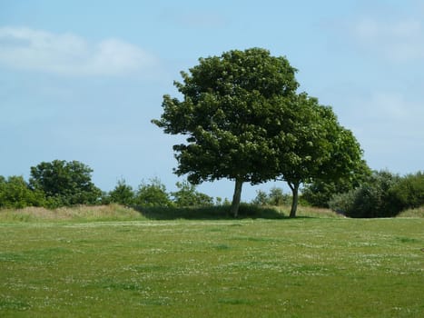 trees in distance