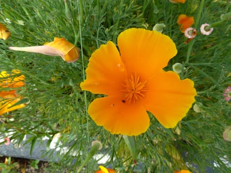 wild orange flower
