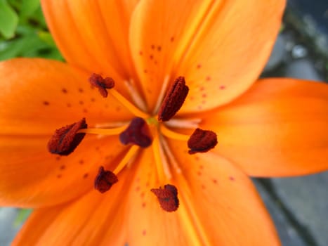 stamens inside an orange flower