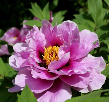 A closeup of a fully open pink peony, showcasing its delicate yellow centre.