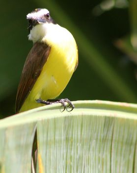 A colourful kiskadee perched in a palm tree in Mexico stares proudly.