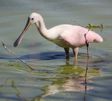 A roseate spoonbill (Platalea Ajaja) wading in a pond