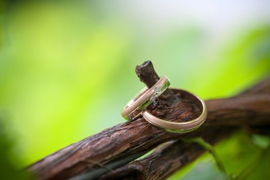 Two wedding rings on a vine branch with blurred backgroung