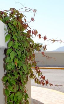 Green and red vines trailing over a concrete wall.