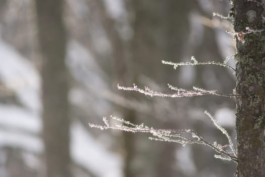 Frost on the branhces. Winter. High resolution