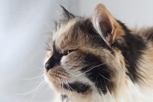 Cat portrait close up, only head crop, cat in brown, white and black