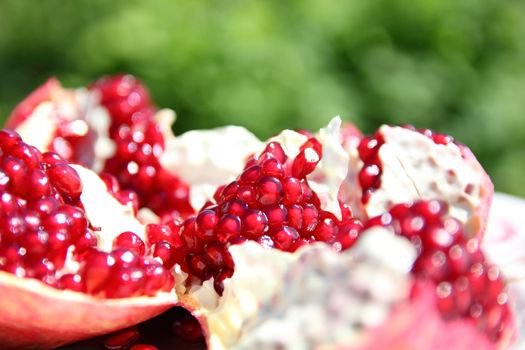 ripe pomegranate