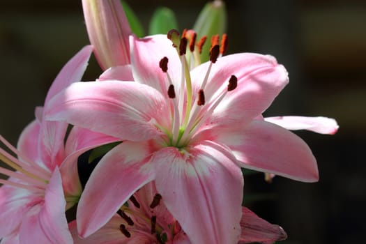 bright red flower on dark green background