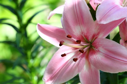 bright red flower on dark green background