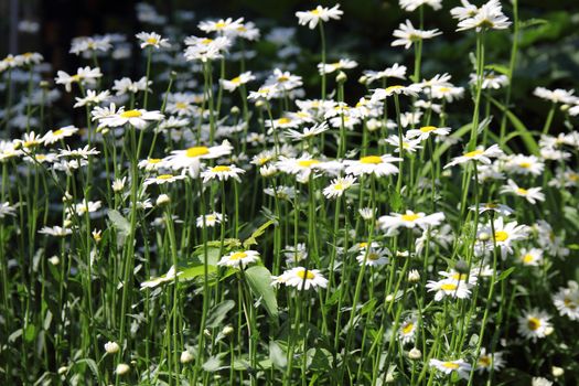 bright camomile on dark green background