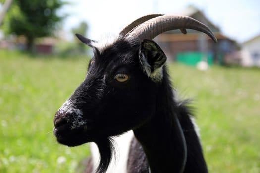 black-and-white goat grazing on a meadow