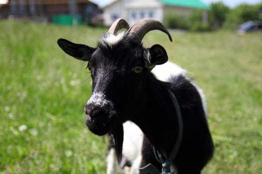 domestic goat grazing on a green summer meadow