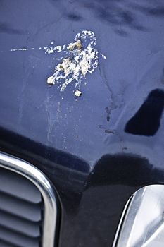 Closeup of bird droppings on car hood