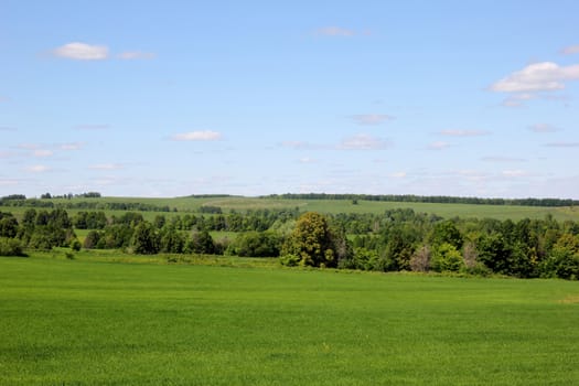 a small forest and a field with green grass