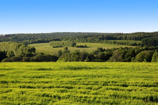 lush, green grass, trees and blue sky